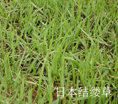 日本結(jié)縷草 日本結(jié)縷草