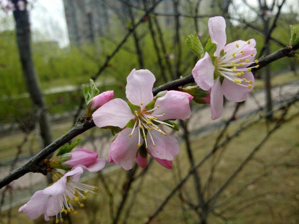 單瓣榆葉梅 單瓣榆葉梅