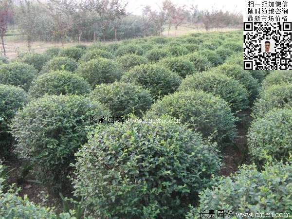 180~200公分小葉女貞球價格_報價 180~200公分小葉女貞球價格_報價