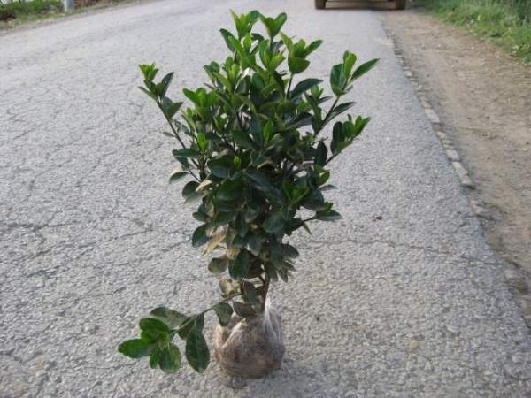 大葉黃楊 大葉黃楊