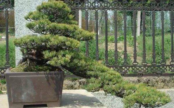 懸崖式黑松盆景 懸崖式黑松盆景