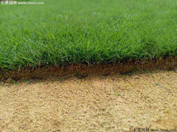 庭院草坪種植效果 庭院草坪種植效果