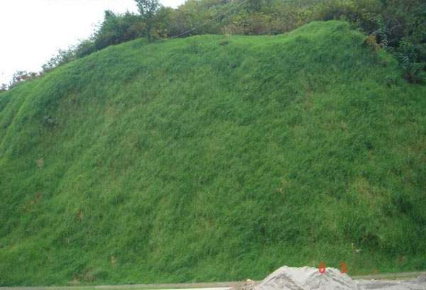 護坡綠化工程種植草坪后 護坡綠化工程種植草坪后