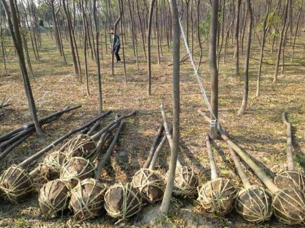 批發6公分7公分苦楝樹 批發6公分7公分苦楝樹