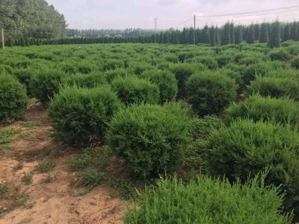 冠幅80公分1米1.2米1.3米蜀檜球 冠幅80公分1米1.2米1.3米蜀檜球