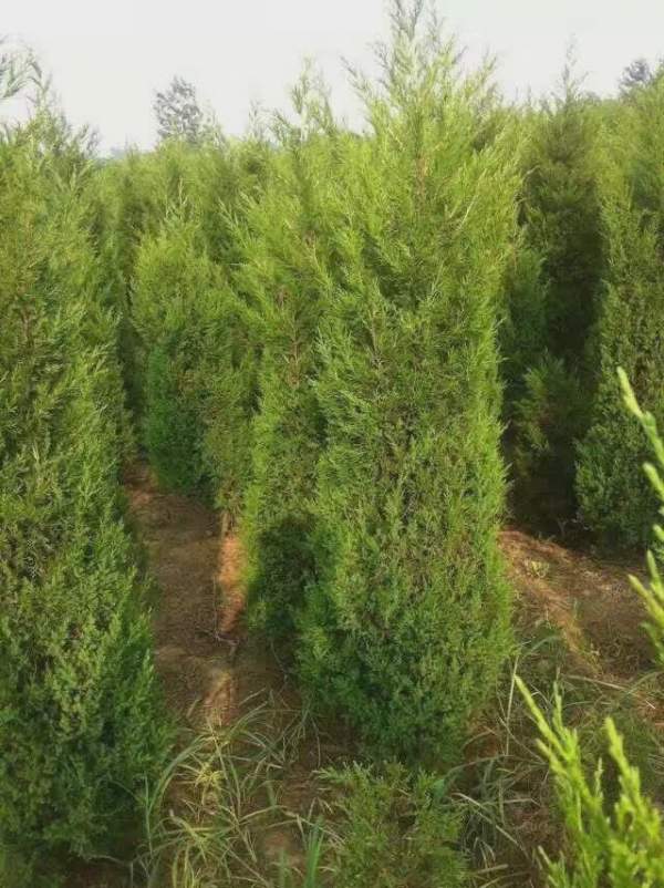 高度2.7米2.8米3米蜀檜價格優惠 高度2.7米2.8米3米蜀檜價格優惠