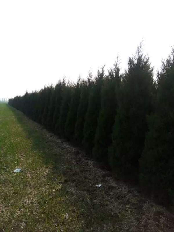 高度3米3.5米大蜀檜裝車_現(xiàn)場圖片 高度3米3.5米大蜀檜裝車_現(xiàn)場圖片