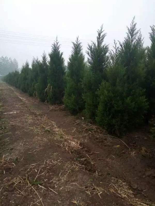 高度3米3.5米大蜀檜裝車_現(xiàn)場圖片 高度3米3.5米大蜀檜裝車_現(xiàn)場圖片