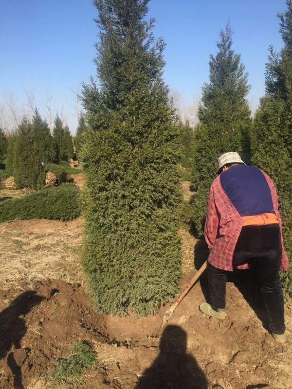 高度3米3.5米大蜀檜裝車_現(xiàn)場圖片 高度3米3.5米大蜀檜裝車_現(xiàn)場圖片