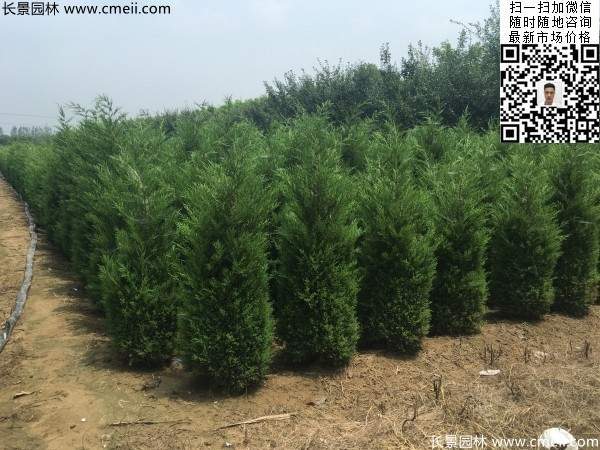 高度2.2米2.5米大蜀檜精品苗冠幅大 高度2.2米2.5米大蜀檜精品苗冠幅大