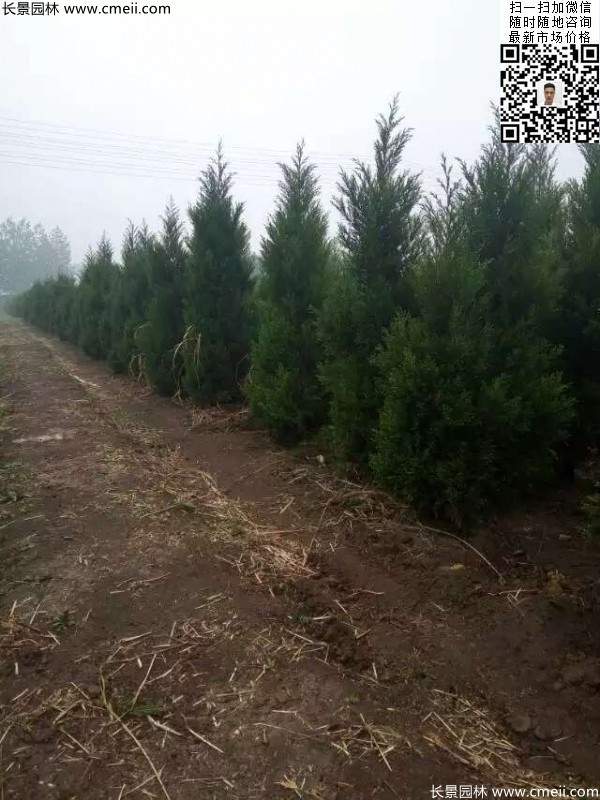 高度3米3.5米大蜀檜挖苗現(xiàn)場(chǎng)大量供應(yīng)中 高度3米3.5米大蜀檜挖苗現(xiàn)場(chǎng)大量供應(yīng)中