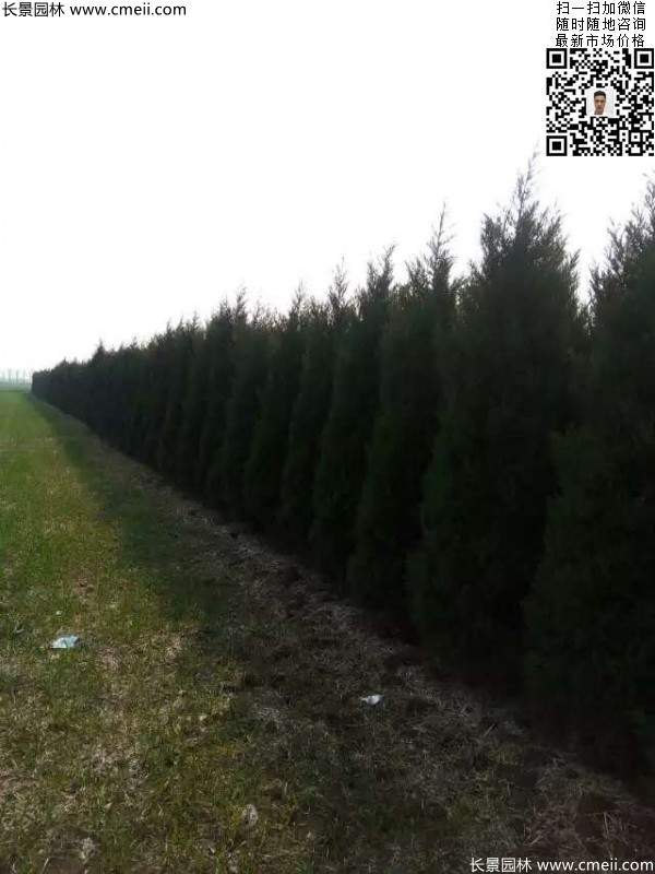 高度3米3.5米大蜀檜挖苗現(xiàn)場(chǎng)大量供應(yīng)中 高度3米3.5米大蜀檜挖苗現(xiàn)場(chǎng)大量供應(yīng)中