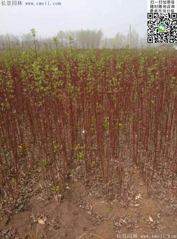 歐洲紅瑞木 歐洲紅瑞木