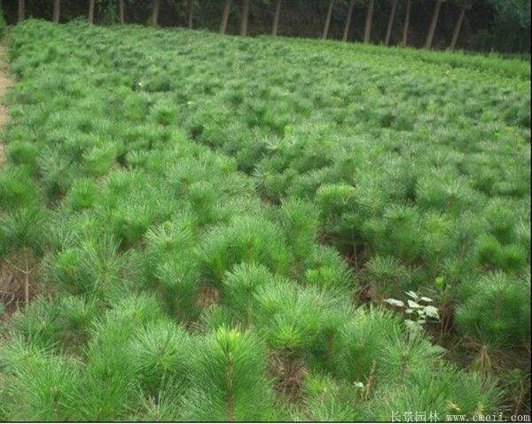 優(yōu)質(zhì)黑松樹 優(yōu)質(zhì)黑松樹