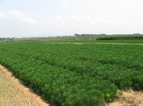 優(yōu)質(zhì)黑松樹 優(yōu)質(zhì)黑松樹