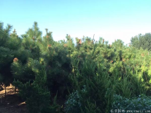 沭陽(yáng)黑松 沭陽(yáng)黑松