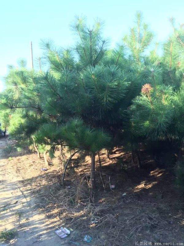 沭陽(yáng)黑松 沭陽(yáng)黑松