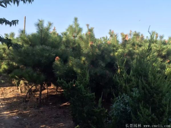 沭陽(yáng)黑松 沭陽(yáng)黑松