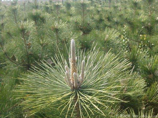 沭陽(yáng)黑松 沭陽(yáng)黑松