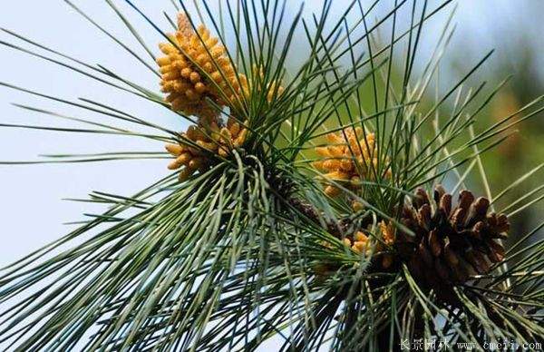 沭陽(yáng)黑松 沭陽(yáng)黑松