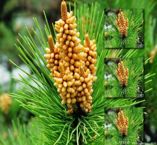 沭陽(yáng)黑松 沭陽(yáng)黑松