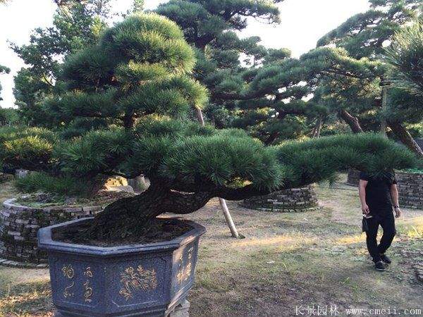 黑松造型 黑松造型