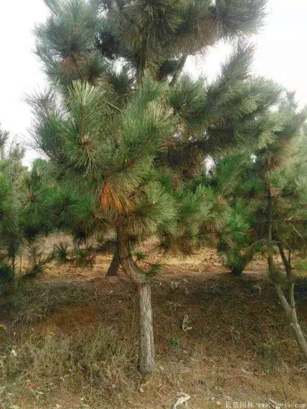 沭陽黑松基地 沭陽黑松基地