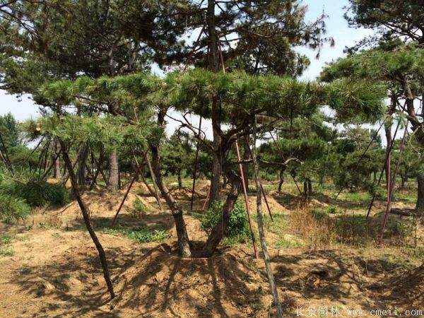 沭陽黑松造型 沭陽黑松造型