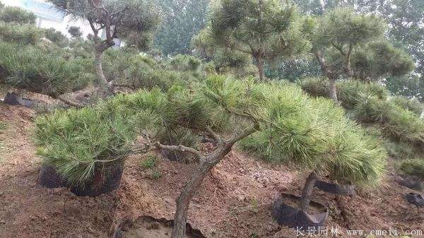 沭陽黑松造型 沭陽黑松造型