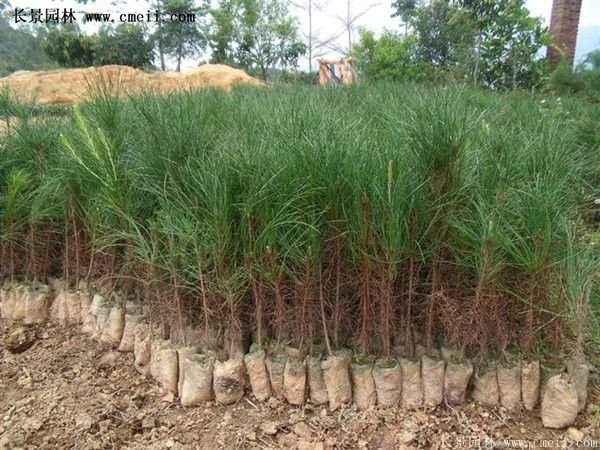 沭陽黑松苗、黑松樹 沭陽黑松苗、黑松樹