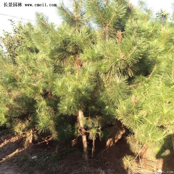 沭陽黑松苗、黑松樹 沭陽黑松苗、黑松樹