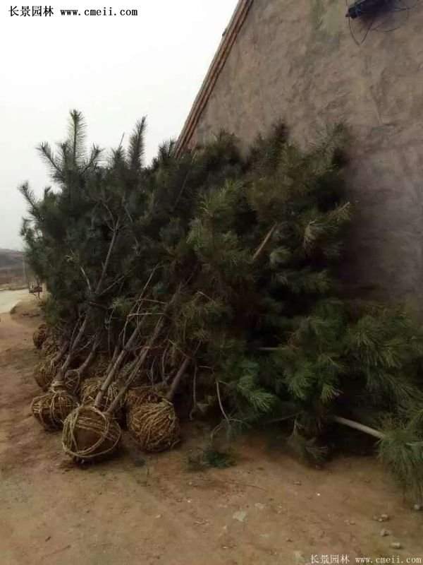 沭陽的黑松基地 沭陽的黑松基地