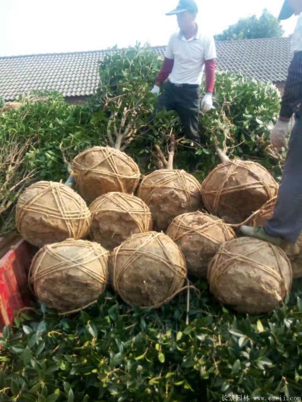 桂花樹圖片桂花樹基地實拍 桂花樹圖片桂花樹基地實拍