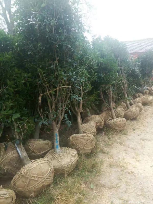 桂花樹圖片桂花樹基地實拍 桂花樹圖片桂花樹基地實拍