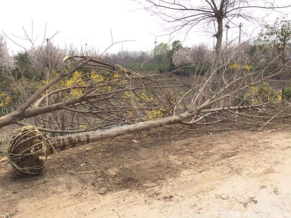 茍樹(shù)圖片茍樹(shù)基地實(shí)拍