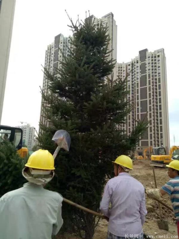云杉圖片基地實(shí)拍 云杉圖片基地實(shí)拍