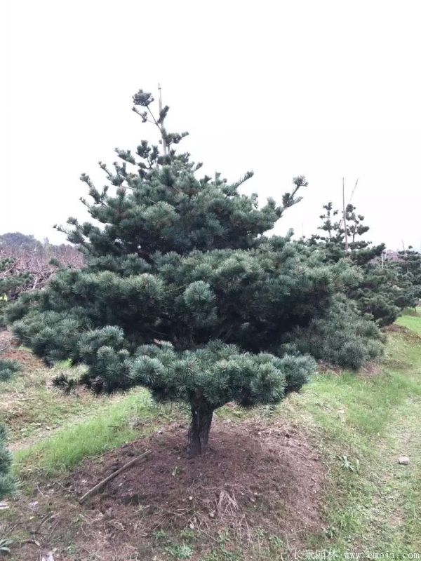 五針松圖片五針松基地實拍