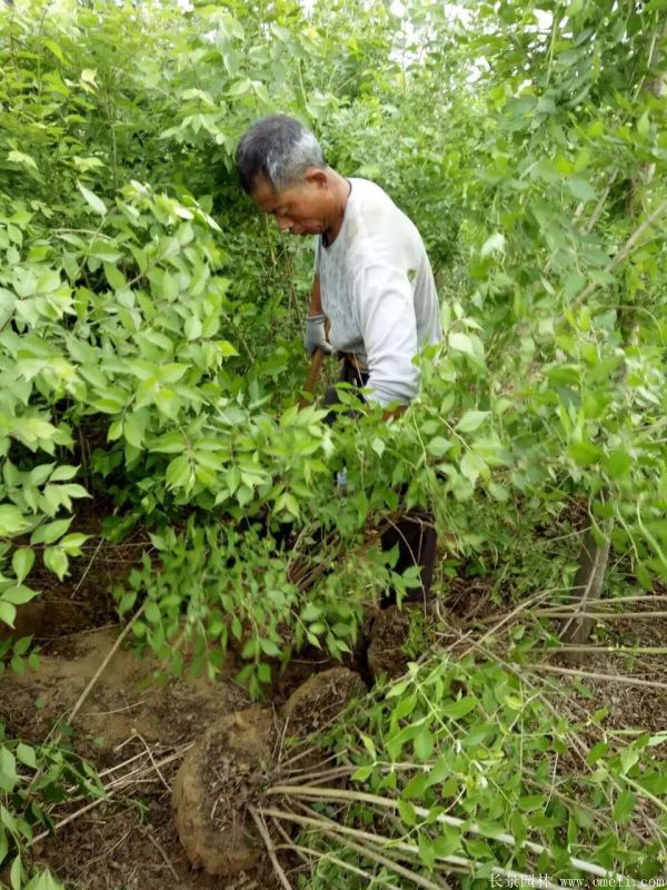 金銀木圖片基地實(shí)拍