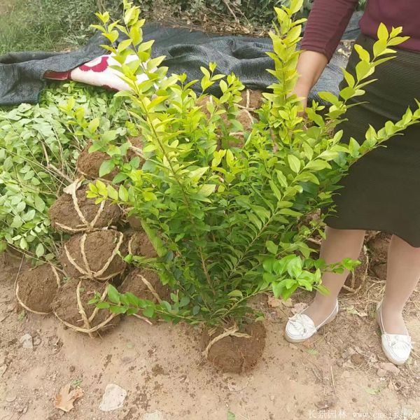 金葉女貞球圖片基地實(shí)拍