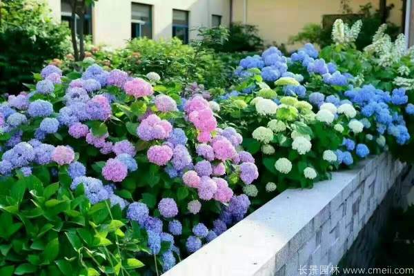 八仙花圖片基地實拍 八仙花圖片基地實拍