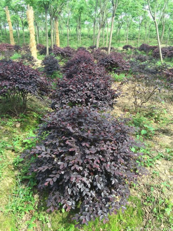 紅花繼木圖片基地實(shí)拍