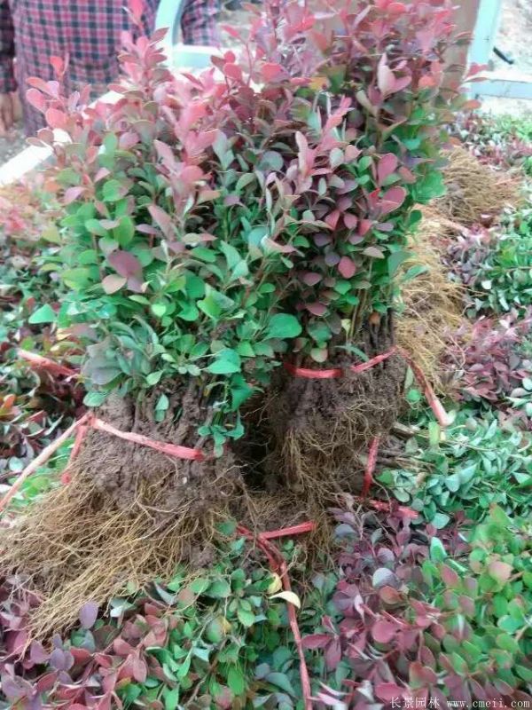 紅葉小檗圖片基地實(shí)拍 紅葉小檗圖片基地實(shí)拍