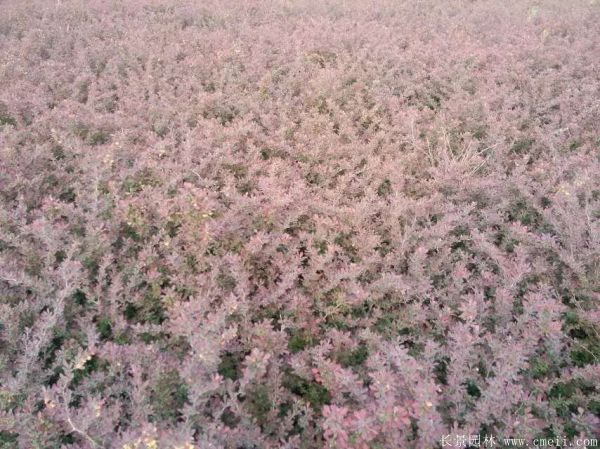 紅葉小檗圖片基地實(shí)拍 紅葉小檗圖片基地實(shí)拍