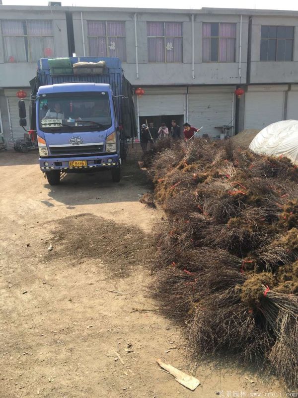 紅葉小檗圖片基地實(shí)拍 紅葉小檗圖片基地實(shí)拍