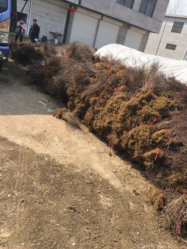 紅葉小檗圖片基地實(shí)拍 紅葉小檗圖片基地實(shí)拍