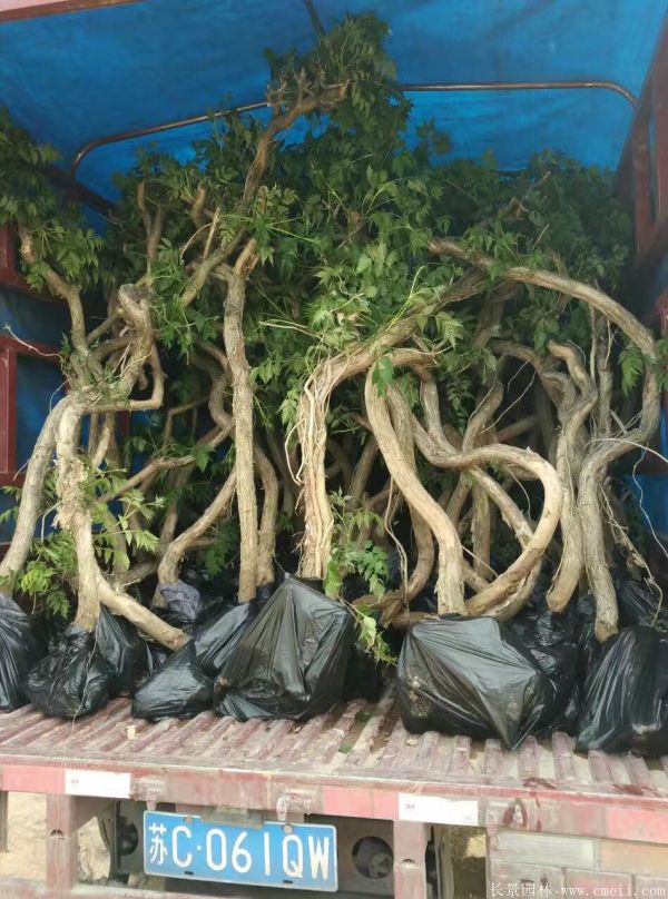 凌霄花苗圖片基地實(shí)拍