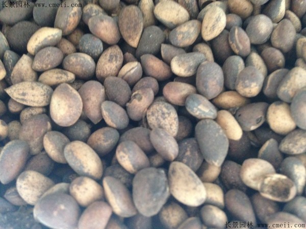 白皮松種子圖片 白皮松種子圖片