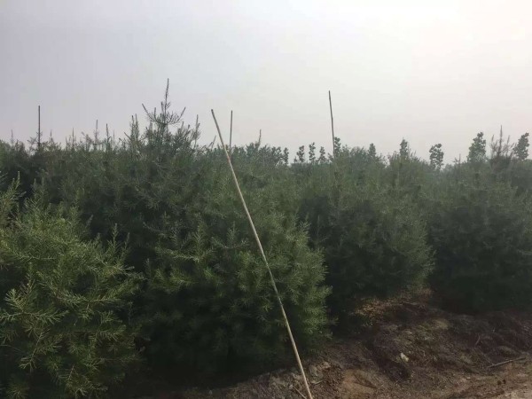 白皮松樹苗圖片 白皮松樹苗圖片