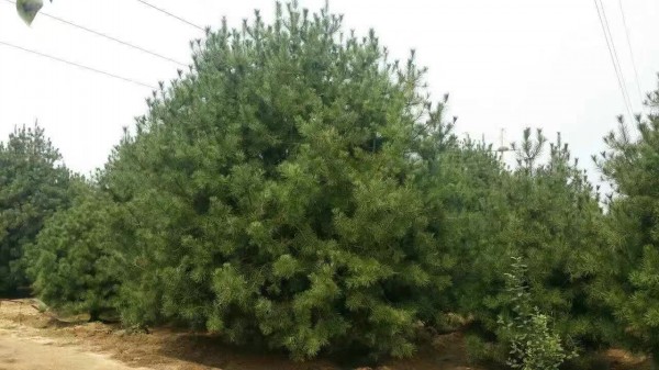 白皮松樹苗圖片 白皮松樹苗圖片