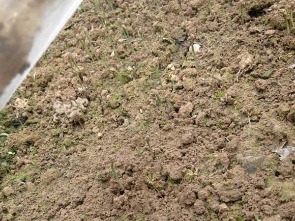 黑松種子發芽出苗圖片